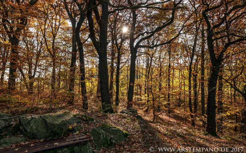 herbstwald oberhalb von Weesenstein